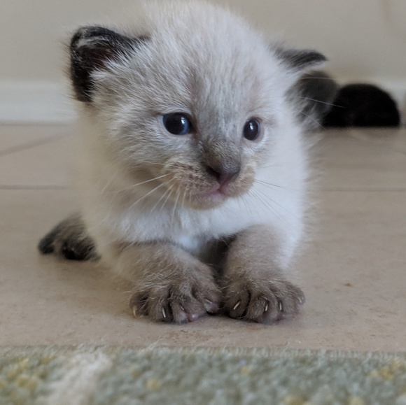 Here for Gaia and Healing! - Picture 3 of 8